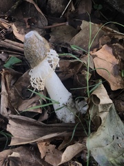 Phallus merulinus