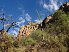 Agave utahensis kaibabensis