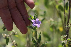 Ruellia parryi