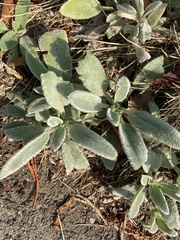 Stachys byzantina