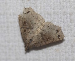 Lithilaria proestans