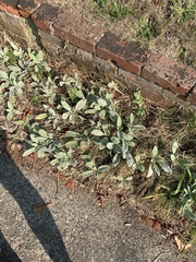 Stachys byzantina