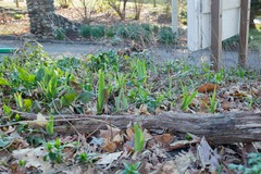 Narcissus pseudonarcissus