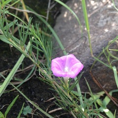 Ipomoea capillacea