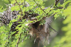 Auriparus flaviceps