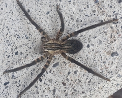 Cupiennius salei