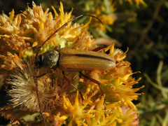 Crossidius suturalis