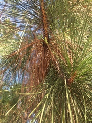 Pinus canariensis