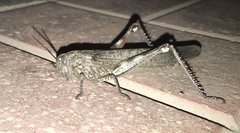 Anacridium aegyptium