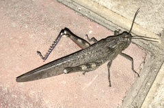 Anacridium aegyptium
