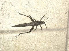 Anacridium aegyptium