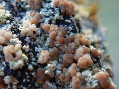 Trapeliopsis granulosa