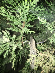 Anacridium aegyptium