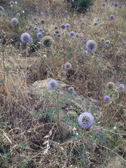 Echinops orientalis