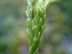 Diphasiastrum sitchense