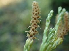 Diphasiastrum sitchense