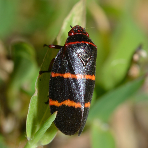 Two-lined Spittlebug