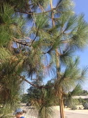 Pinus canariensis