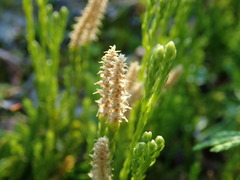 Diphasiastrum sitchense