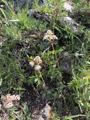 Micranthes occidentalis