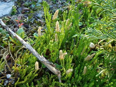 Diphasiastrum sitchense