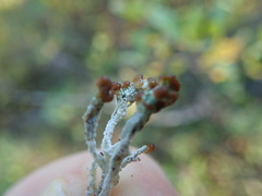 Cladonia cariosa