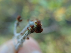Cladonia cariosa