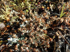 Cladonia cariosa