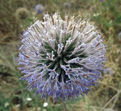 Echinops orientalis