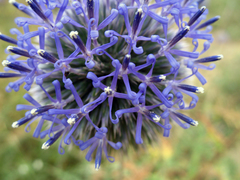 Echinops orientalis