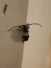Pogonocherus hispidulus