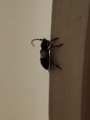 Pogonocherus hispidulus