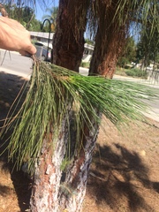 Pinus canariensis