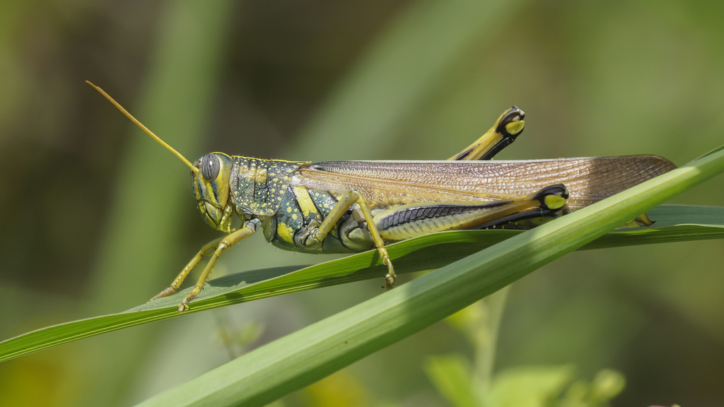 Spotted Bird Grasshopper (Wildlife and Wildflowers of Texas - Insects ...