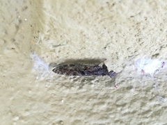 Plega dactylota