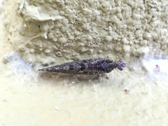 Plega dactylota