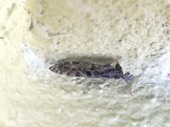 Plega dactylota