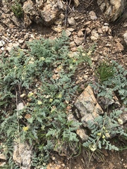 Cymopterus