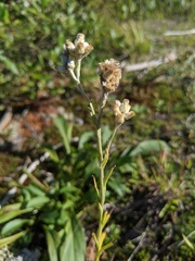 Pseudognaphalium macounii