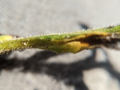 Pseudognaphalium macounii