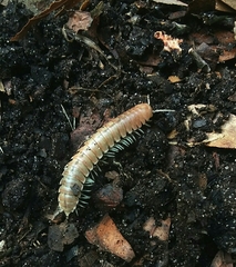 Dicellarius okefenokensis