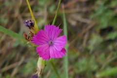 Dianthus balbisii
