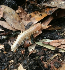 Dicellarius okefenokensis