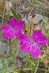 Dianthus balbisii