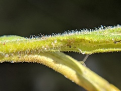 Pseudognaphalium macounii