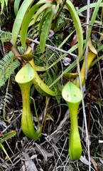 Nepenthes reinwardtiana