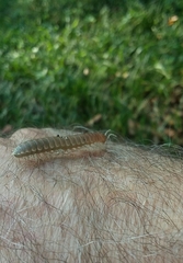 Dicellarius okefenokensis