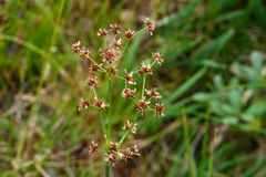 Juncus acutiflorus