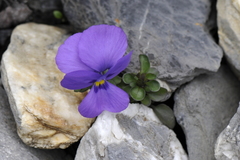 Viola cenisia
