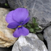 Mount Cenis Violet - Photo (c) Nicolas Zwahlen, some rights reserved (CC BY-NC-SA), uploaded by Nicolas Zwahlen